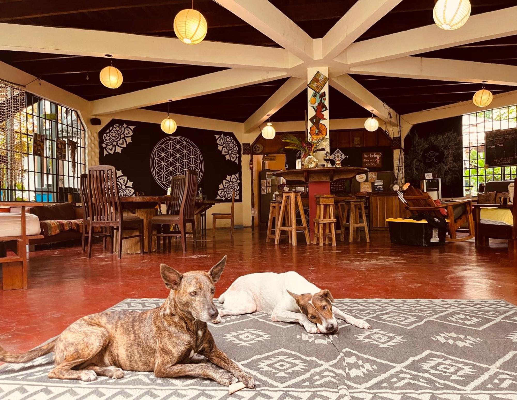 La Ruka Hostel Puerto Viejo de Talamanca ภายนอก รูปภาพ